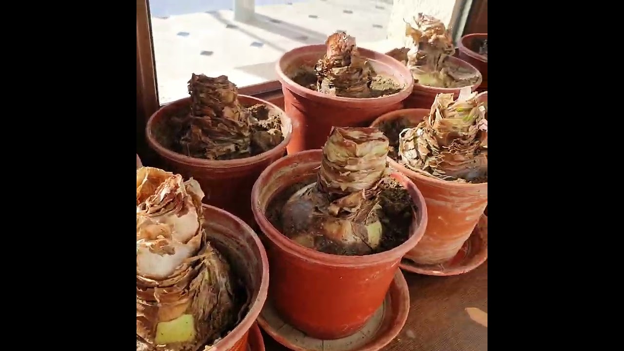 MUHAMMADALI CHORSU GULARI (O‘Z UYIMDAN LAVXA)