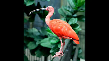 "Animal Edens Land of the Scarlet Ibis"