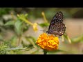 Relaxing Music Along With Beauty Natural Videos - Relaxing Piano Music 4K For Stress Relief &amp; Sleep