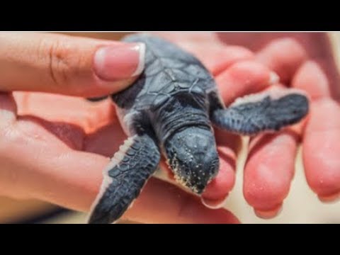 The Sea Turtle Initiative with Discover Corps - YouTube