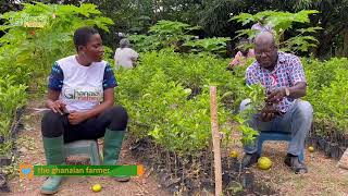 The Cost Of Buying High Yeilds Quality Seedling To Start Orange Farming & Maximum Profits  Detailed