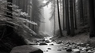 Forest Vintage Photos Generated By Ai Natural Landscape Mountain 森 山 川 ヴィンテージ 建築 自然 風景 白黒 写真