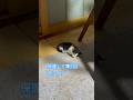 ネコと子ネコとおじさん　保護して11日目の赤ニャン＆兄ニャン　#shorts #保護猫 #猫のいる暮らし #cat #cats #猫 #赤ニャン #兄ニャン　#kitty #子猫