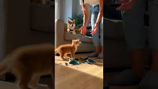 Cat Destroys House, Dog Just Watches and Smiles 😏 realesrgan
