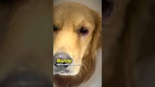 Bunny's Life-Saving Surgery After Dog Fight | The Eye Vet