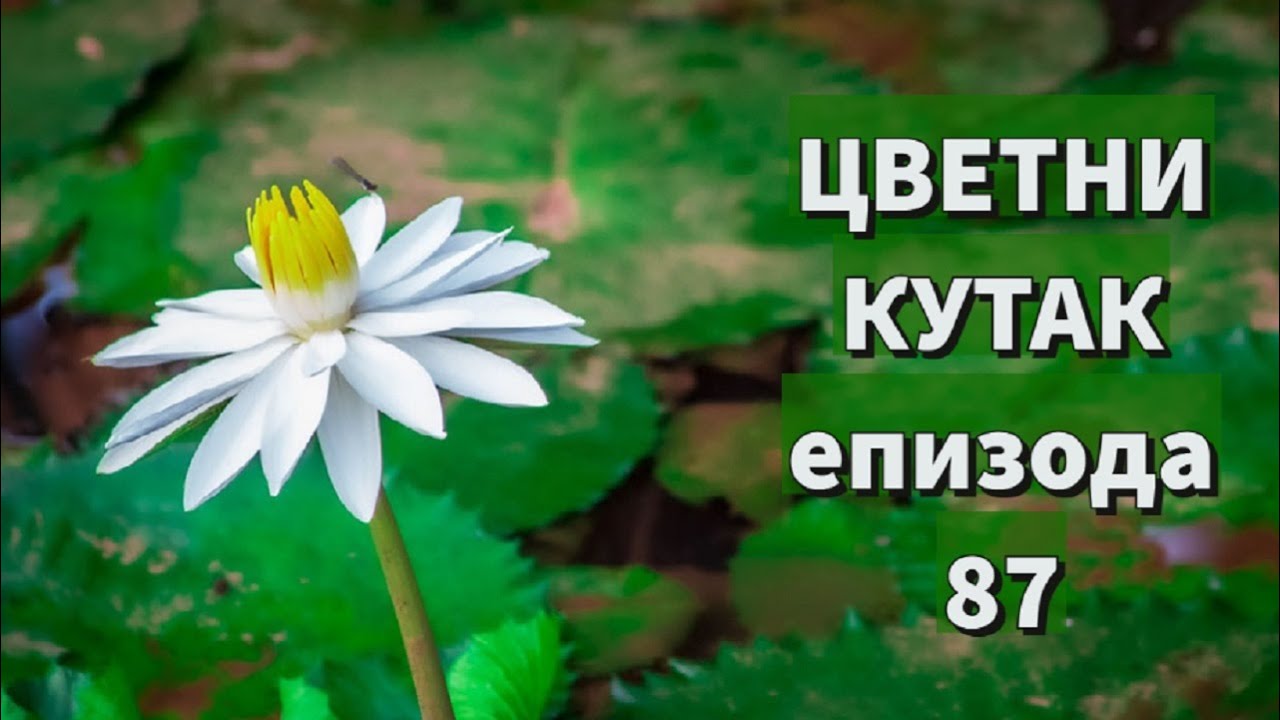 Cvetni kutak ep. 87 08.07.2021. Klematis, eukaliptus, busen trava, rasadnik 