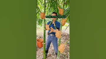 The Best Way To Get Bamboo  Saplings  #farming #agriculture #learning