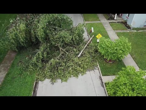 Video: Vad är grenflaggning: Information om flaggningsskador på träd