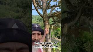Pohon Durian ST Hasil TW #durian #duriansupertembaga #tedikurniatgm