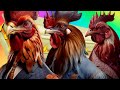 Funny Chicken - Coffin Dance Song (COVER)