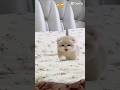 #cat #kitten #cute #kedi #cutecat soo cute cat 😊😝😝