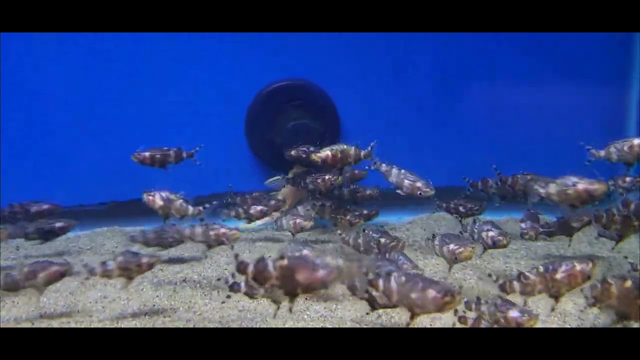 Synodontis cf. nigriventris "Zebra Kutu" at The Cichlid Exchange 9.15.23