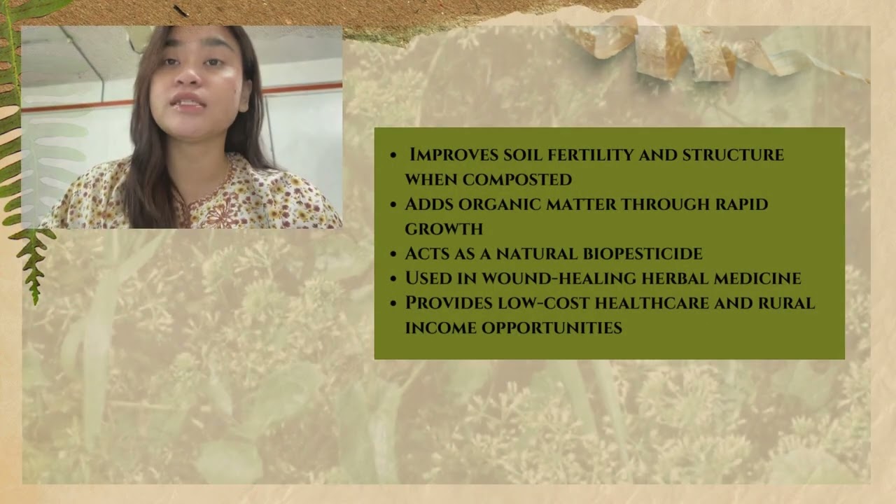 GROUP 7 ASSIGNMENT 3 : ALIEN SPECIES (MIKANIA MICRANTHA) 