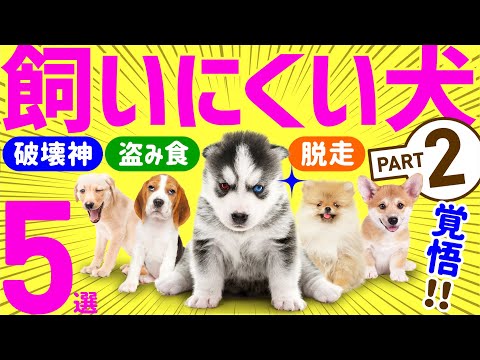 Video: 18 objetos encantadores para las personas que viven para su Floofy Corgis