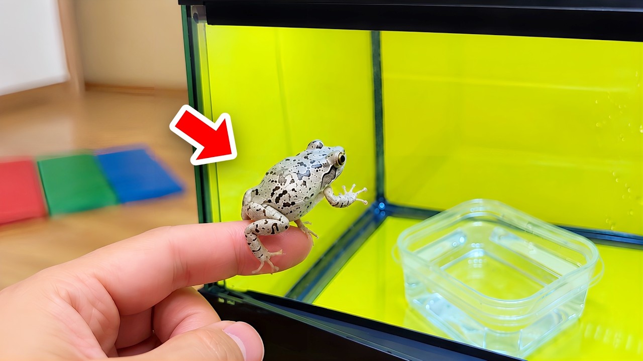 What happens when you raise a white frog in a colorful world