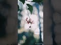 Hibiscus Schizopetalus flower #shorts #plants #shortsvideo  #hibiscus #shortvideo #love #beautiful