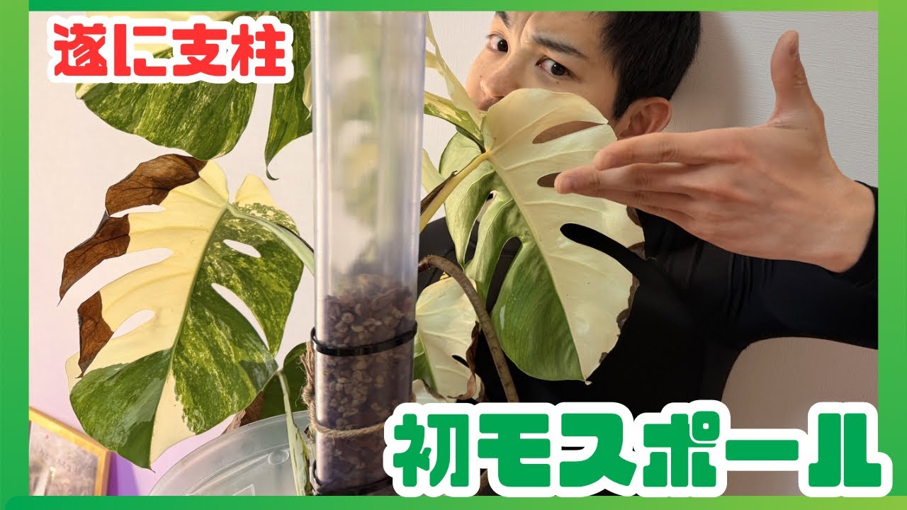 【モンステラ】 初めてモスポール立てた結果…