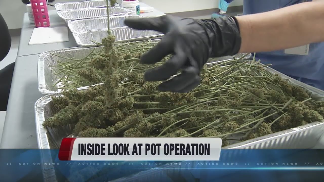 A look behind the scenes at Green Life Productions