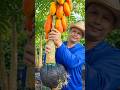 The Secret of Thai Farmers in Growing Seedless Papaya! 😱