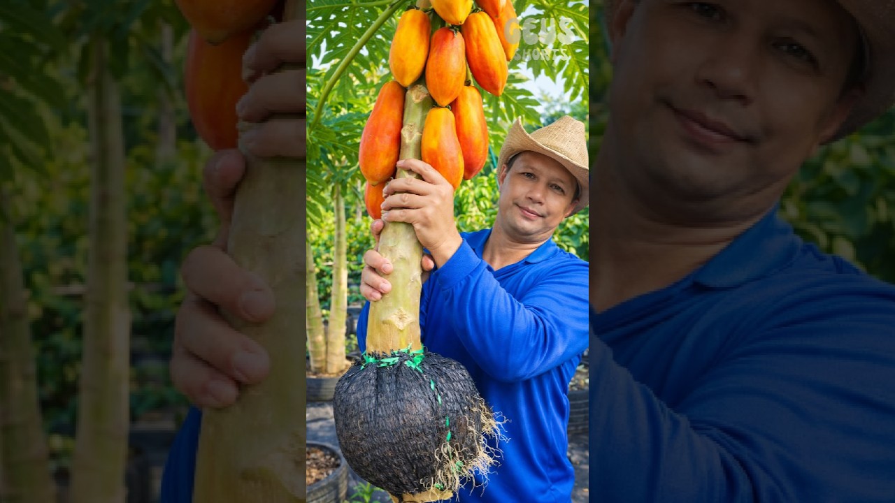 Секрет тайских фермеров в выращивании папайи без косточек! 😱