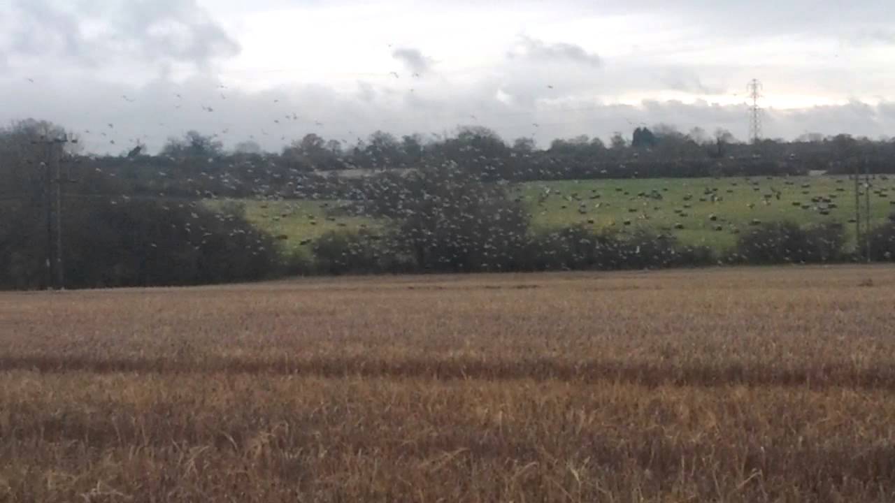 Thames Valley Pigeon Shooting with Will Beasley.