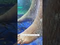 Fish Spa @Naka Market Phuket #phuket #phuketthailand