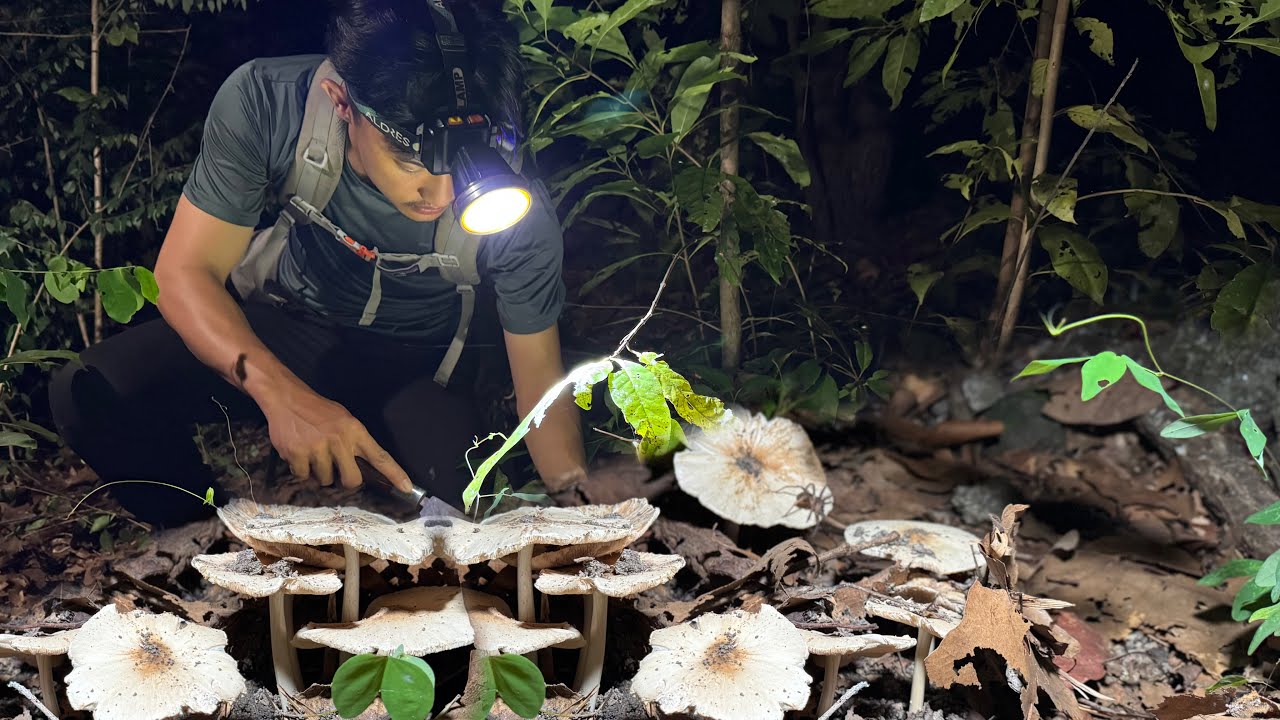 เดินป่า!หาเห็ดโคนดอกใหญ่ชุดแรก!ของฤดูกาล 2025[พุฒิชุพงษ์]