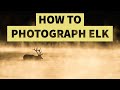 How To Photograph Elk In The Tetons - A Handful Of Tips And Tricks