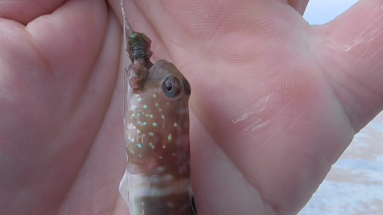 投げ釣りでアオイソメ食いついたイトヒキハゼ 釣太郎ブログ 投げ釣りでアオイソメ食いついたイトヒキハゼ 釣太郎ブログ