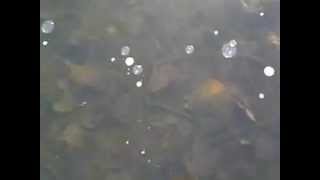 Painted Turtles under the lake ice