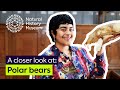 Polar Bears and Their Environment