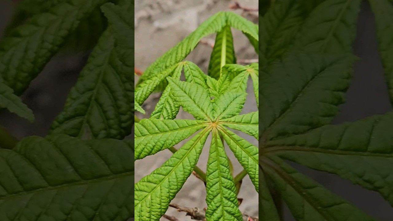 Как просыпаются деревья: каштан конский 