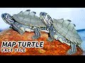 Map turtle facts the sawback turtle  animal fact files