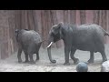 Punda grandmother of the little ones corrects her daughter pinanessi its intense to watch