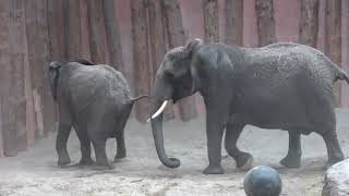 Punda (grandmother of the little ones) corrects her daughter Pina-Nessi, it's intense to watch!!!!