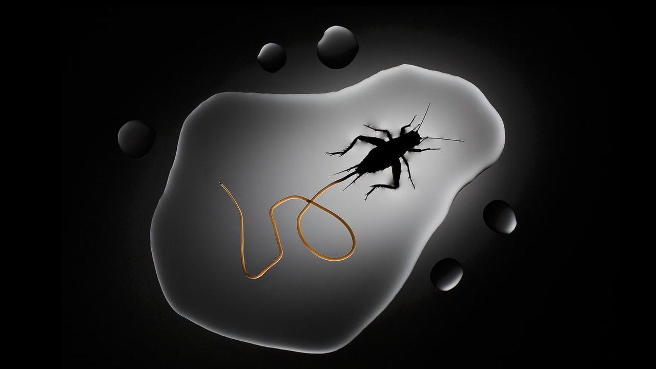 5 Mind Controlling Parasites