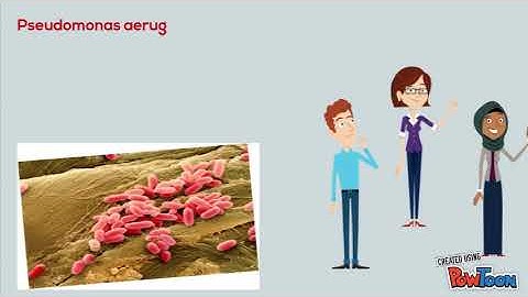 infectious dose of Pseudomonas aeruginosa