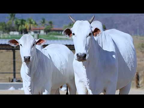 AGBO 1788 - Lote 21