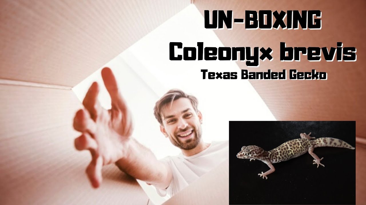 Coleonyx brevis  An Unboxing  | Texas Banded Gecko