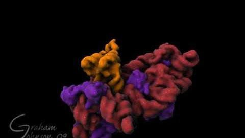 Ribosome Rotation with Large Subunit fade away