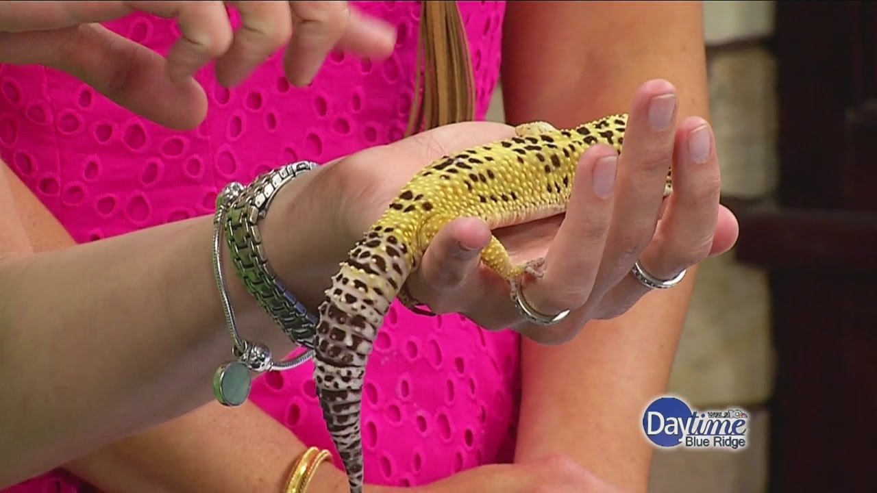 Wild Wednesday: Meet Henry the Leopard Gecko