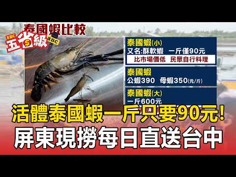 活體泰國蝦一斤只要90元！屏東現撈每日直送台中民眾強買【東森五省級】