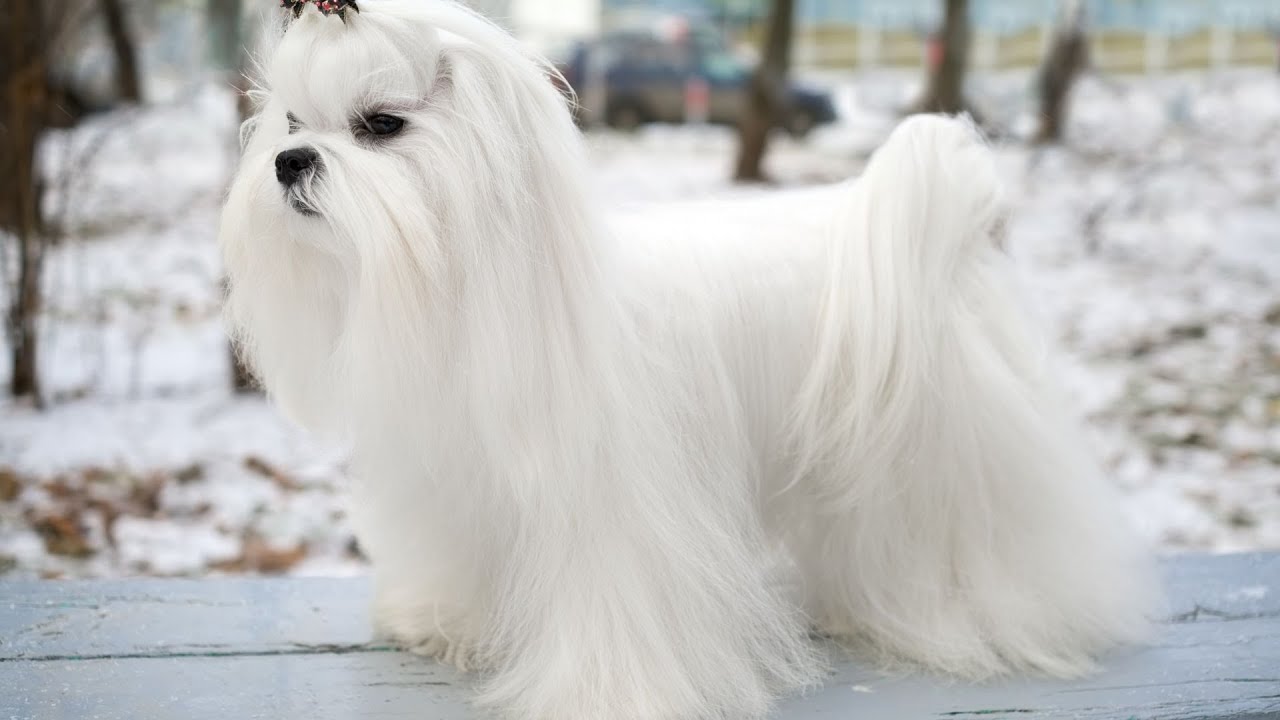 Maltese Dog Tricks and Commands: Impressive Performances