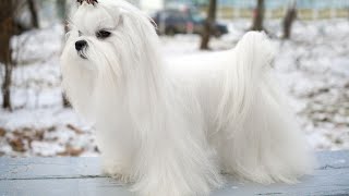 Maltese Dog Tricks and Commands: Impressive Performances