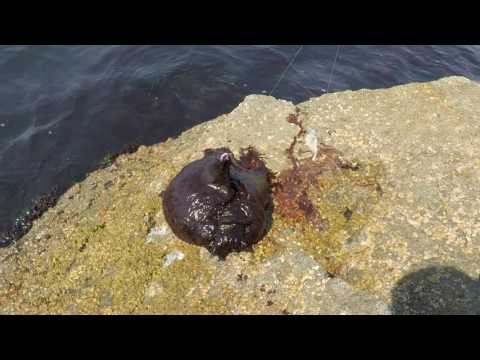 Caught a Strange Octo Blob Thingy @ Moss Landing