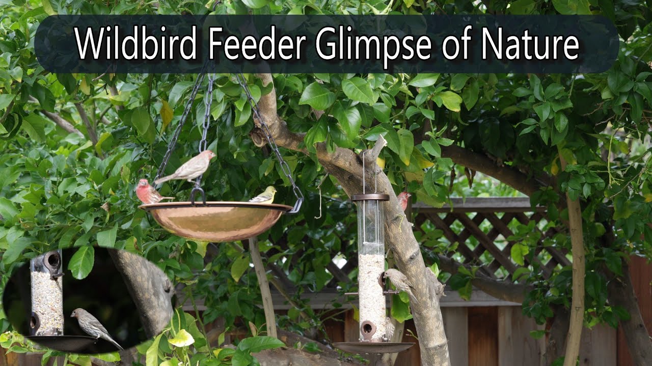 Placed a Set of Wild Bird Feeders in The Garden  Cute Bird Scenes