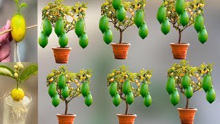 How To Grow Lemon Trees From Lemon