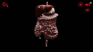 Digital content for Learning of Human Anatomy (Digestive System) | CUTM screenshot 4