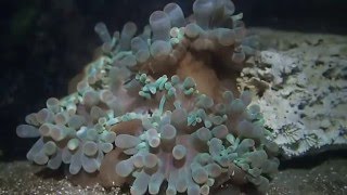Green Bubble Tip Anemone - Expanding Around
