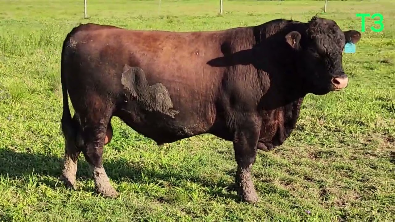 Redlink T3 at 26 months 722kg